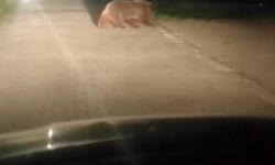 Uludağ’da ayı ailesinin yoldan geçişi görüntülendi
