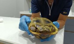 Yanan ormanda hayatta kalmaya çalıştı