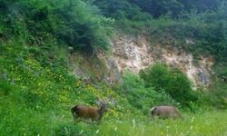 Dünyanın en büyükleri, Bursa'da görüldü!