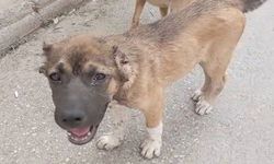 Sokak köpeğinin kulaklarını kesti!