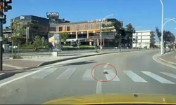Bursa'da kaplumbağadan insanlara trafik dersi!