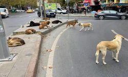 İstanbul Valiliği'nden sokak hayvanları talimatı!