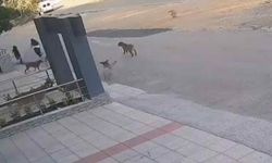 Köpeklerin hedefi oldular!