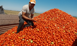Salçalık domates fiyatı 3 kat arttı