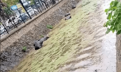 Gemlik körfezi çöplüğe döndü