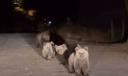 Uludağ Milli Parkı'nda tehlikeli karşılaşma!