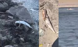 Kuruyan gölette acı tablo!