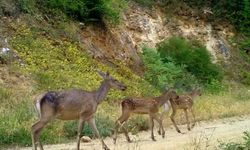 Bursa ormanlarında görüntülendiler