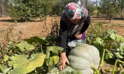 Dev bal kabakları çiftçiyi sevindirdi