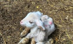 Bursa'da şap krizi!