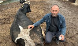 Bursa'da şap krizi!