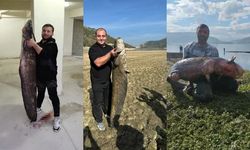 Su seviyesi düşen barajda dev yayın balıkları!
