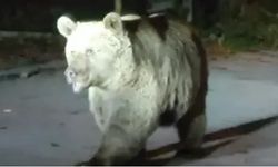 Uludağ'da ayılarla burun buruna!