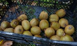 Kivi üreticileri endişeli!