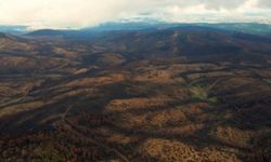 Bursa ormanları yeniden ayağa kalkıyor
