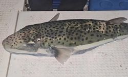 Gemlik Körfezi'nde tehlike!