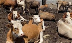 Anahtar Parti, Bursa'daki şap hastalığına dikkat çekti