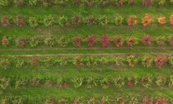 Meyve bahçeleri, sonbahar renklerine büründü