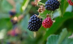 Bursalı üreticiye bir destek daha!