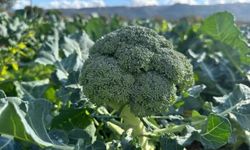 Bursa'nın tarlasında 10, pazarda 70 lira!