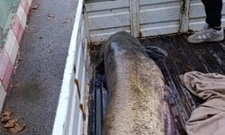 Bursa'da 65 kiloluk dev balık şaşkına çevirdi!