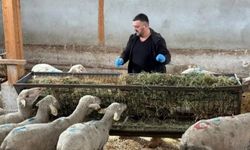 Bursa'da şap zararı büyüyor