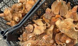 Yağmur yağınca 300 liradan 100 liraya düştü