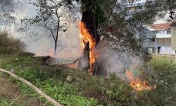 Çamlık alanda çıkan yangın korkuttu!