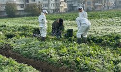 Ata tohumundan üretiliyor, Kent Lokantası'nda kullanılıyor