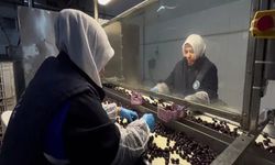 Marmarabirlik’ten gıdada ve kozmetikte yeni hamle