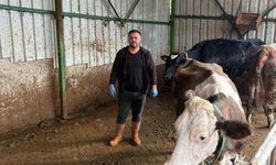 Şap hastalığı üreticiyi vurdu!