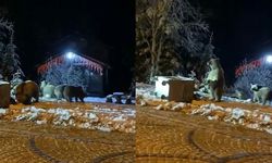 Bursa’da ayılara kar topu attılar