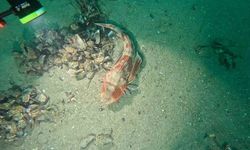 Marmara Denizi mercek altında