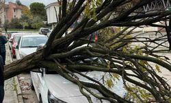 Bursa’da ağaç devrildi!