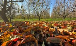 Bursa’nın yorgun bahçelerinden görsel şölen