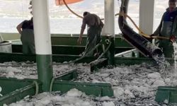Hamsi bolluğu! Tesislerinde, kamyonlarda yer kalmadı