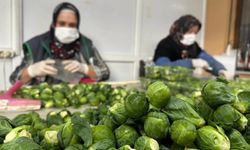 İznik'te 'Brüksel' krizi!