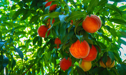 Bursa'nın lezzetleri gün yüzüne çıkıyor