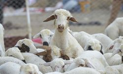 Bursa'da kesilecek hayvan kalmadı!