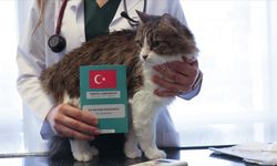 Evcil hayvan sahipleri için son gün 31 Aralık!