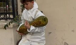 Bursa'da yetiştirildi: Tam 30 kilo ağırlığında!