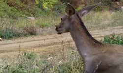 Bursa'nın kızılgeyikleri görüntülendi!