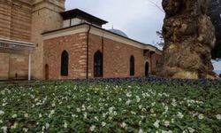 Bursa kışın da çiçek bahçesi!