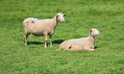 Bursa’da hayvancılığa yüzde 100 hibeli destek!