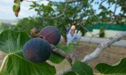 ‘Bursa siyahı’ndan güzel haber
