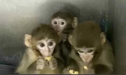 Makak maymunları koruma altına alındı