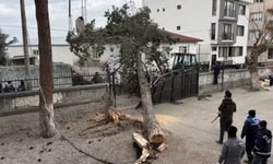 Dev ağaç okul bahçesine devrildi