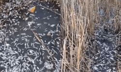 Uluabat Deresi’nde dehşet!