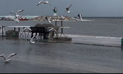 Sular yükseldi, kuşlar balık avladı