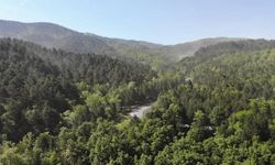 Bursa'da kritik orman kararı